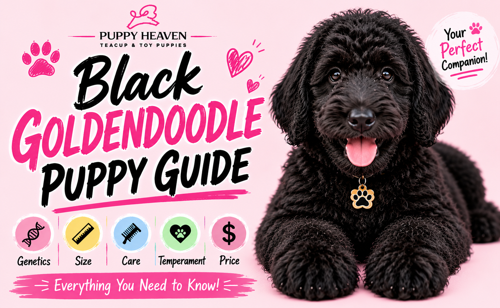 Black Goldendoodle