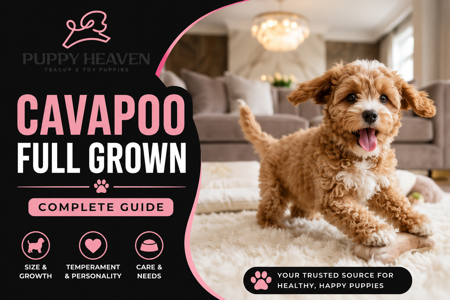 Cavapoo Full Grown
