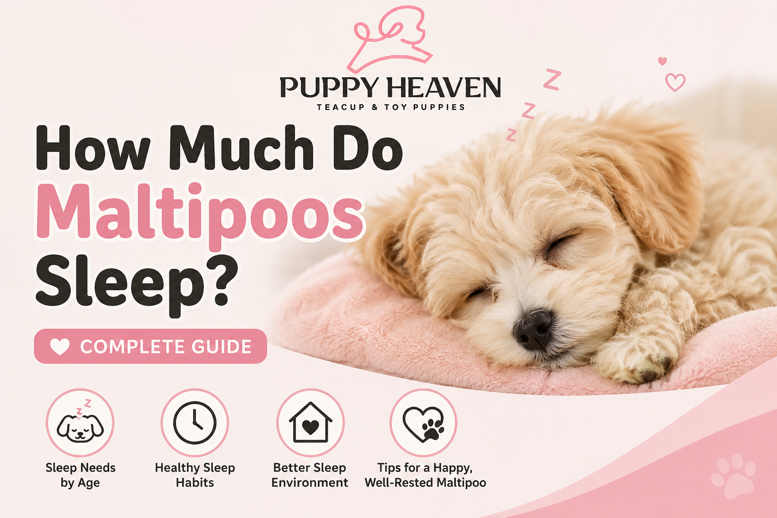 How Much Do Maltipoos Sleep
