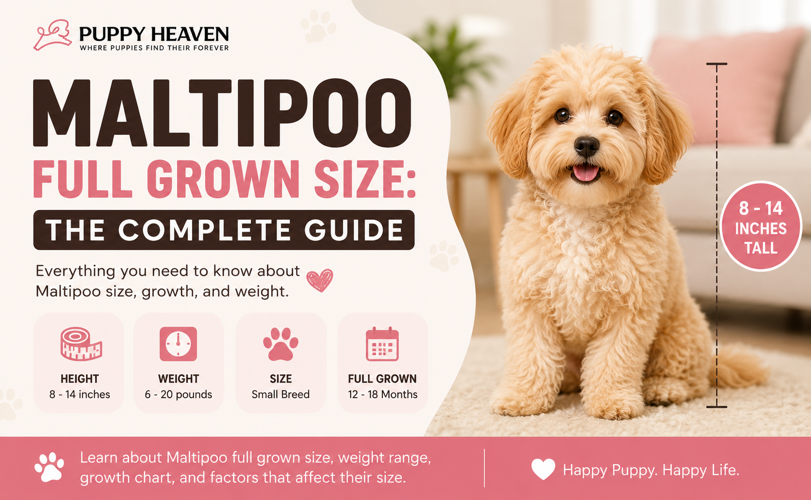 Maltipoo Full Grown Size