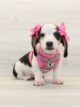 tiny female dachshund puppy close up showing expressive eyes and soft fur