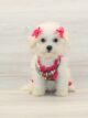 small white bichon frise female puppy standing alert with soft curly fur indoors