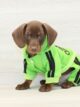 dachshund puppy with compact body and smooth fur posing on soft background