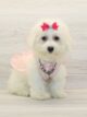 small white bichon frise puppy standing alert with fluffy fur indoors