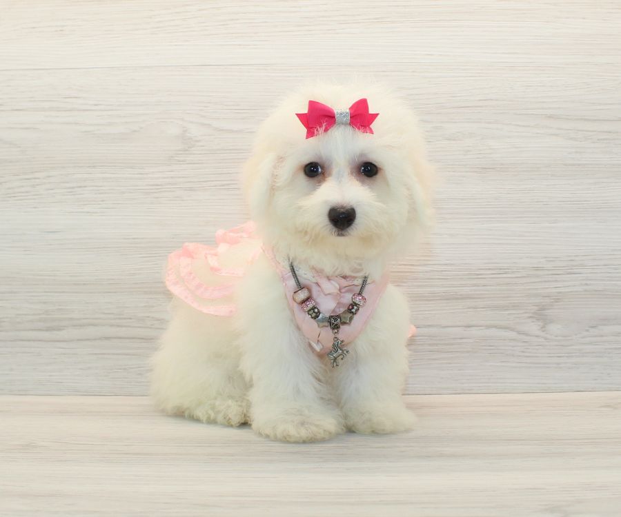 small white bichon frise puppy standing alert with fluffy fur indoors