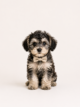 Schnoodle