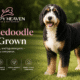Bernedoodle Full Grown