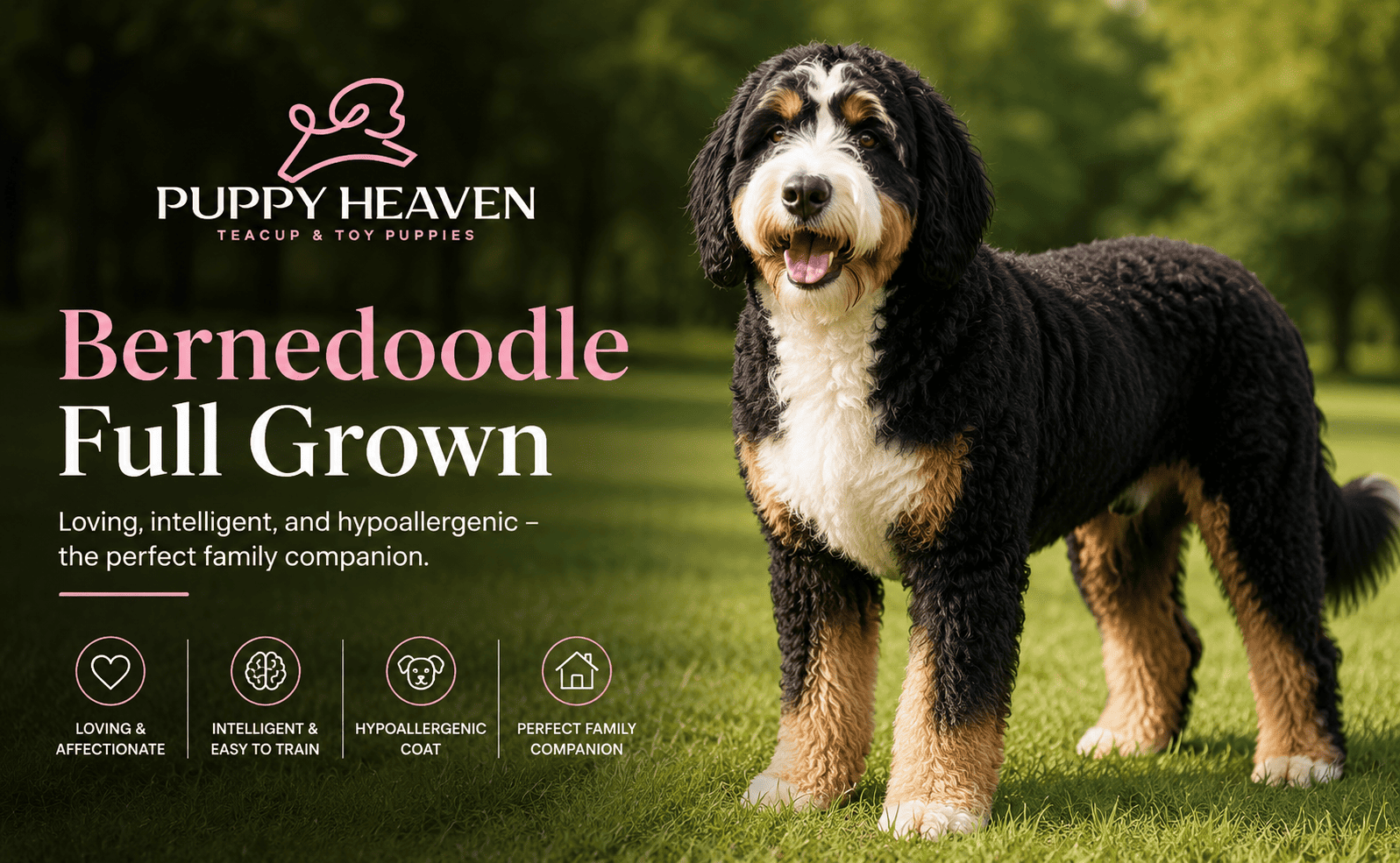 Bernedoodle Full Grown