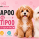 Cavapoo vs Maltipoo