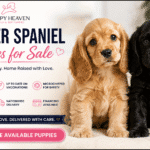 Cocker Spaniel Puppies for Sale