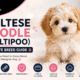 Maltese Poodle