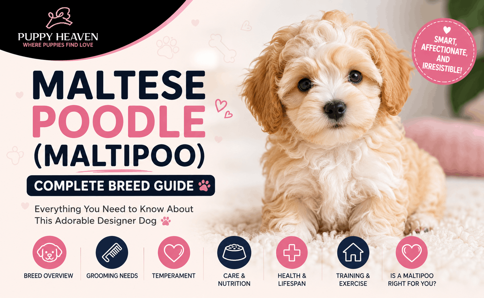 Maltese Poodle