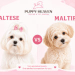 Maltese vs Maltipoo