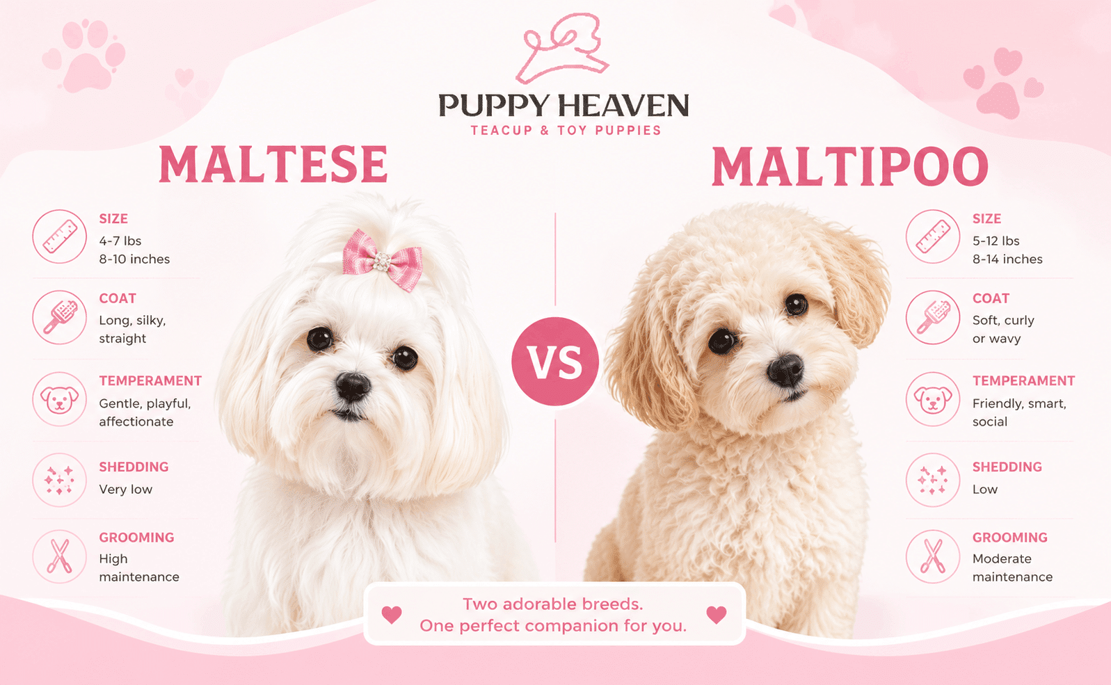 Maltese vs Maltipoo