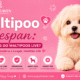 Maltipoo Lifespan