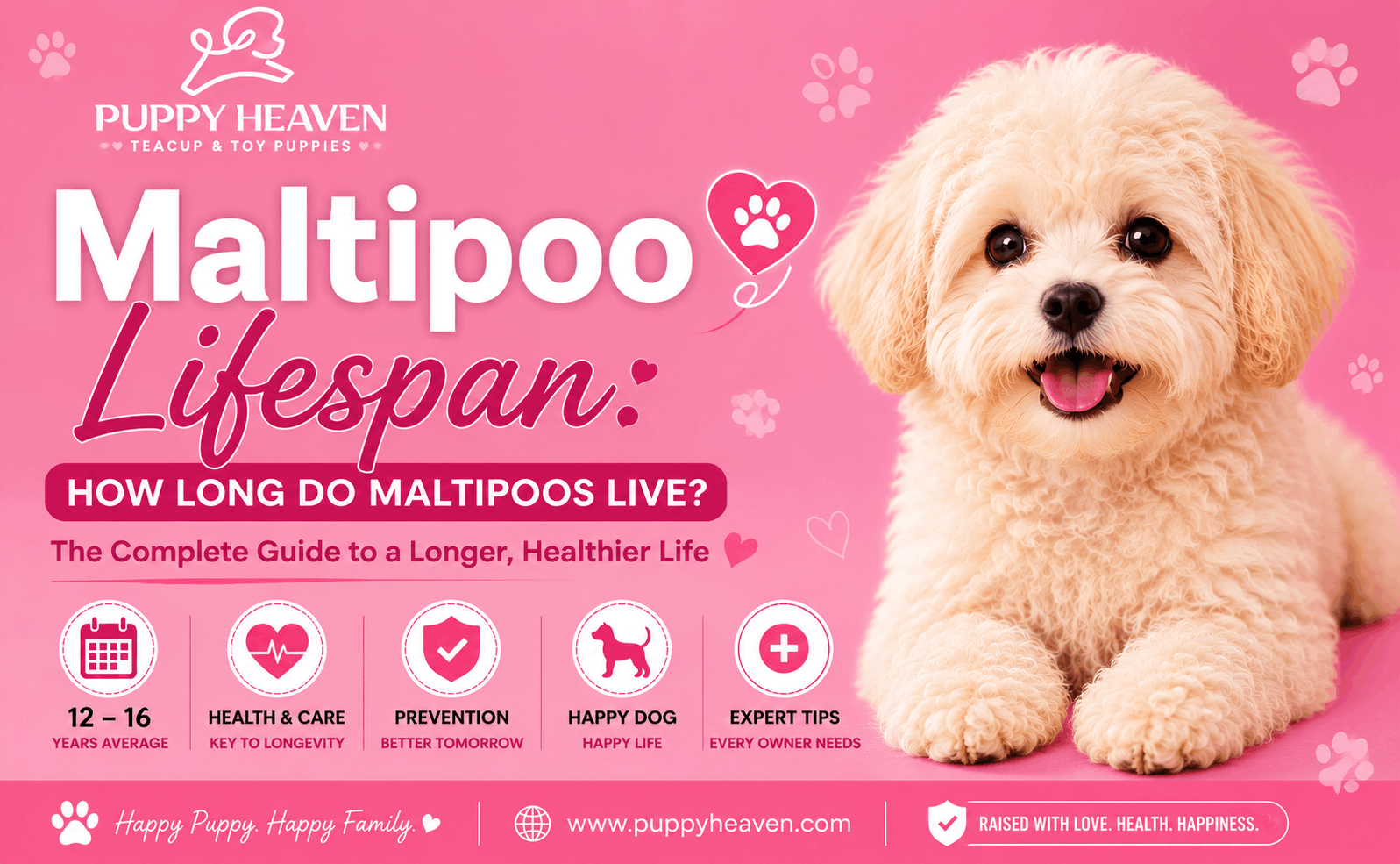 Maltipoo Lifespan