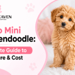 Micro Mini Goldendoodle