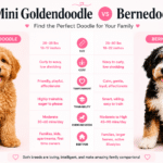 Mini Goldendoodle vs Bernedoodle