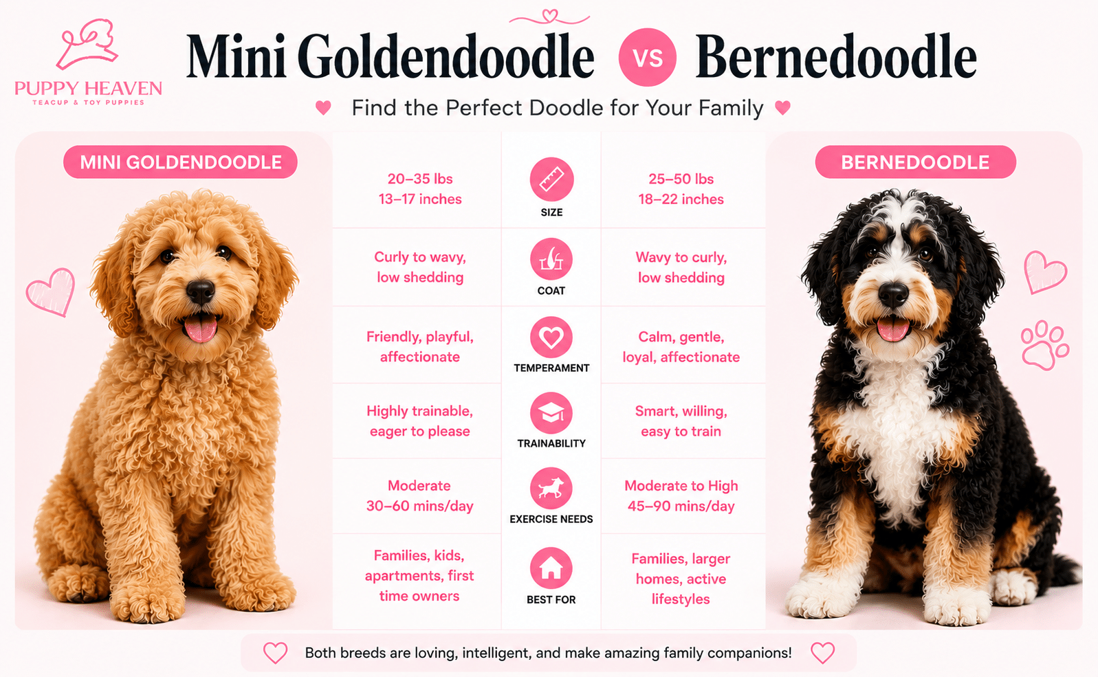 Mini Goldendoodle vs Bernedoodle
