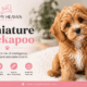 Miniature Cockapoo