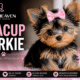 Price of a Teacup Yorkie