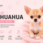 Teacup Chihuahua