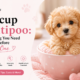 Teacup Maltipoo