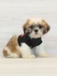 Adam Sandler  - Shih Tzu Puppy for Sale in Las Vegas