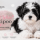 black and white Maltipoo