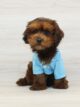 Cobolli - Yorkipoo Puppy for Sale in Las Vegas