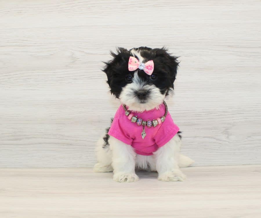 georgina rodriguez malshi puppies