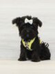 Halle Berry - Yorkipoo Puppy for Sale in Las Vegas