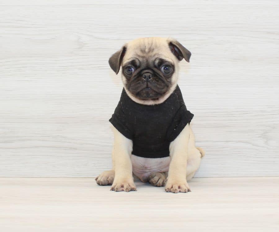 jeff bezos pug puppies for sale