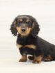 John Ternus - Dachshund Puppy for Sale in Las Vegas