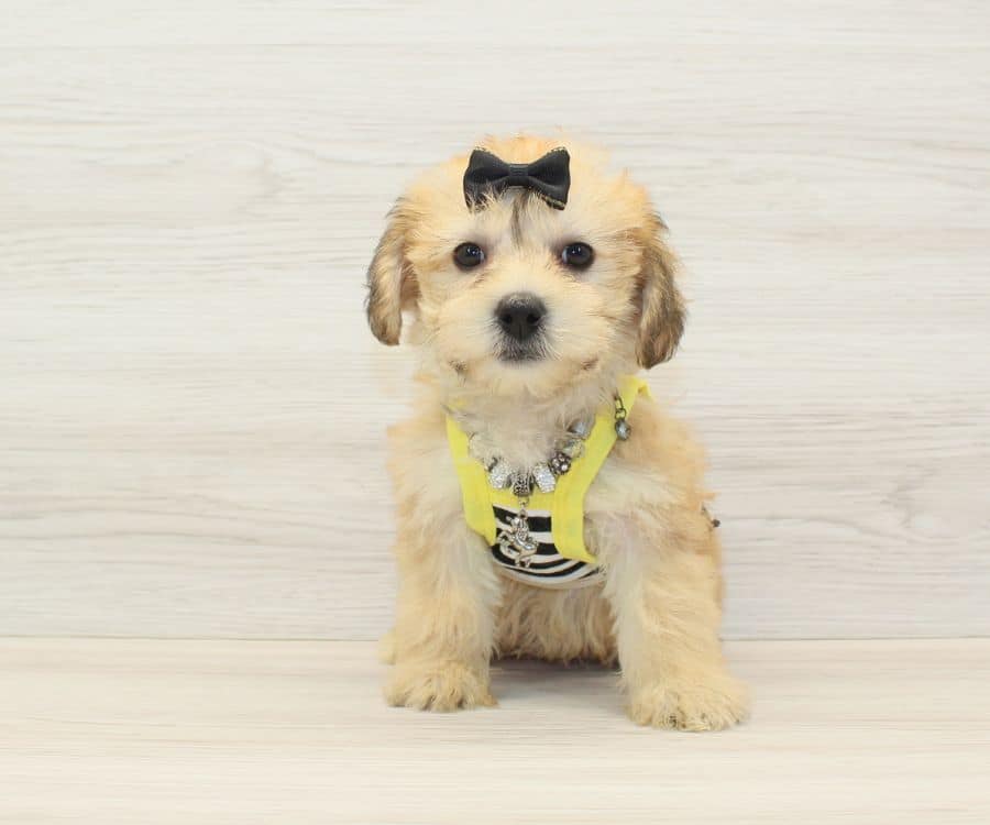 meyy small yochon puppy for sale
