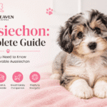 Aussiechon