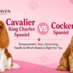 Cavalier King Charles Spaniel vs Cocker Spaniel