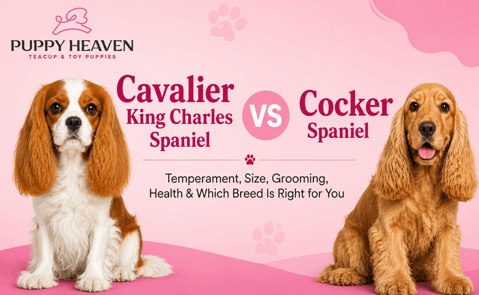 Cavalier King Charles Spaniel vs Cocker Spaniel