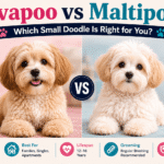 Havapoo vs Maltipoo