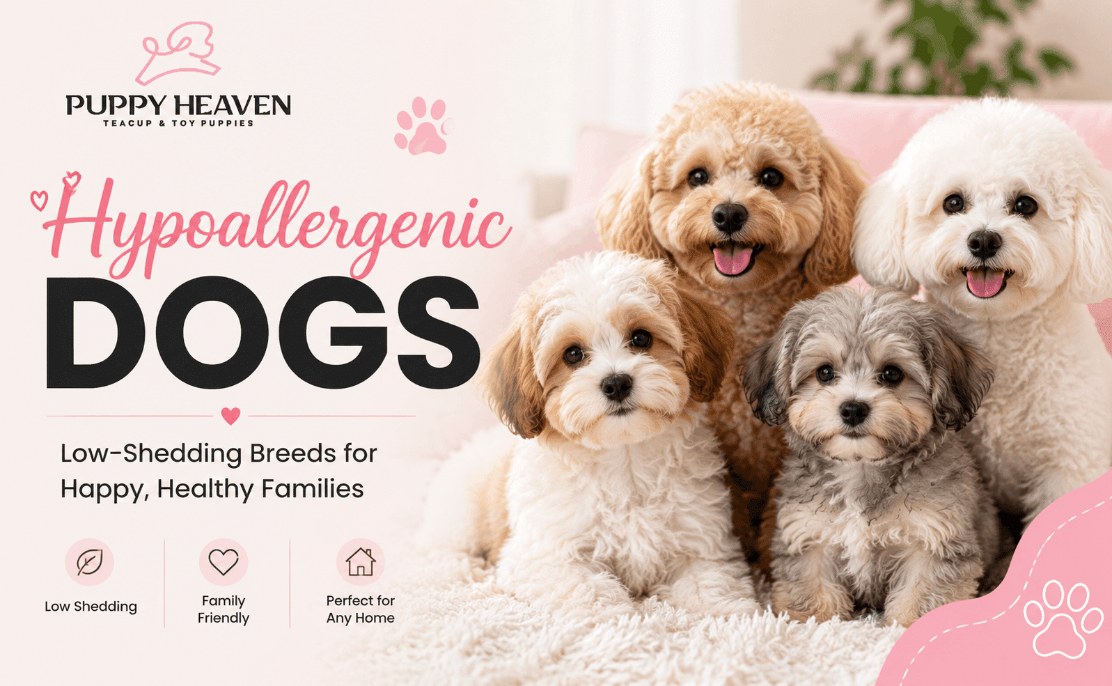 Hypoallergenic Dog