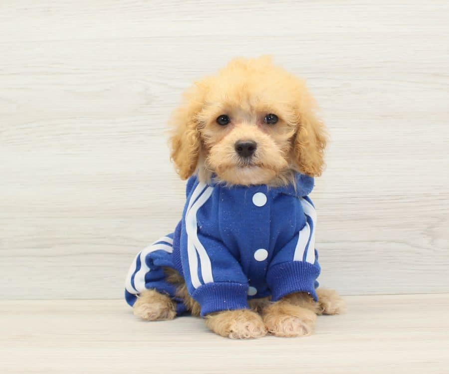 Kylian Mbappe tiny puppies in las vegas