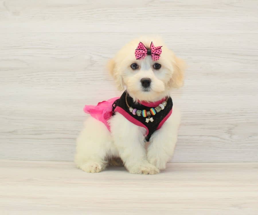 Love Girl cockachon puppy for sale
