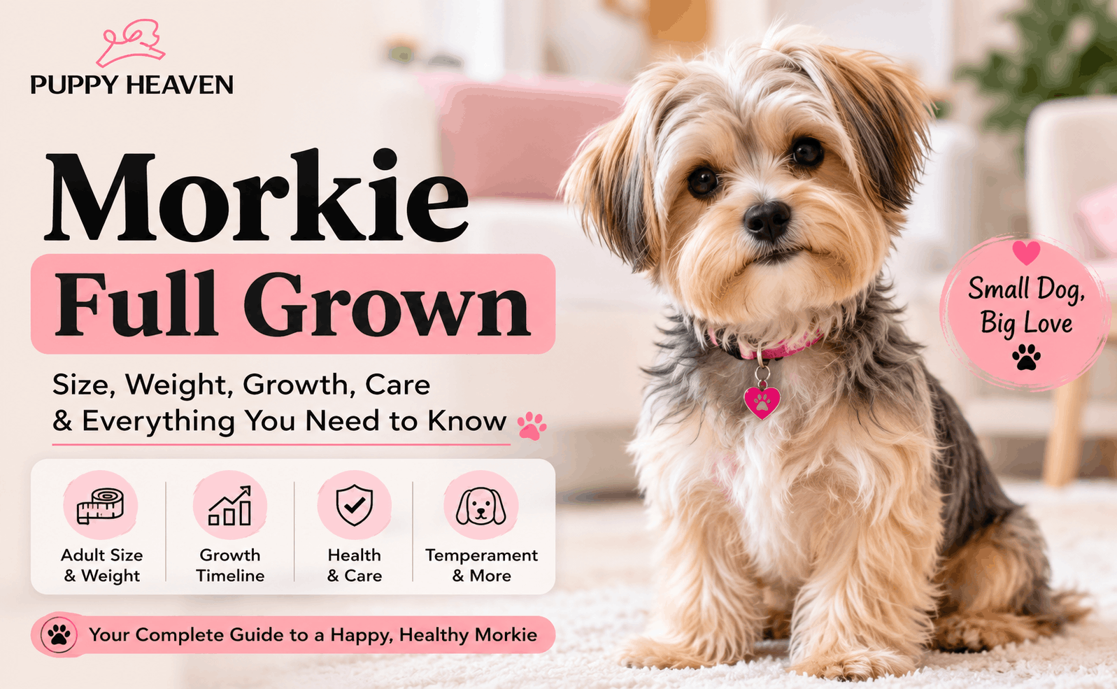 Morkie Full Grown