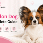 Papillon Dog