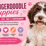 Springerdoodle