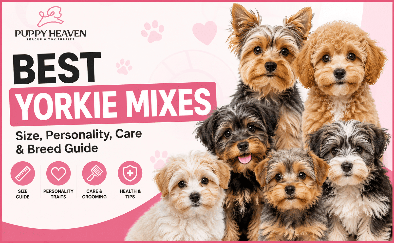 Yorkie Mixes