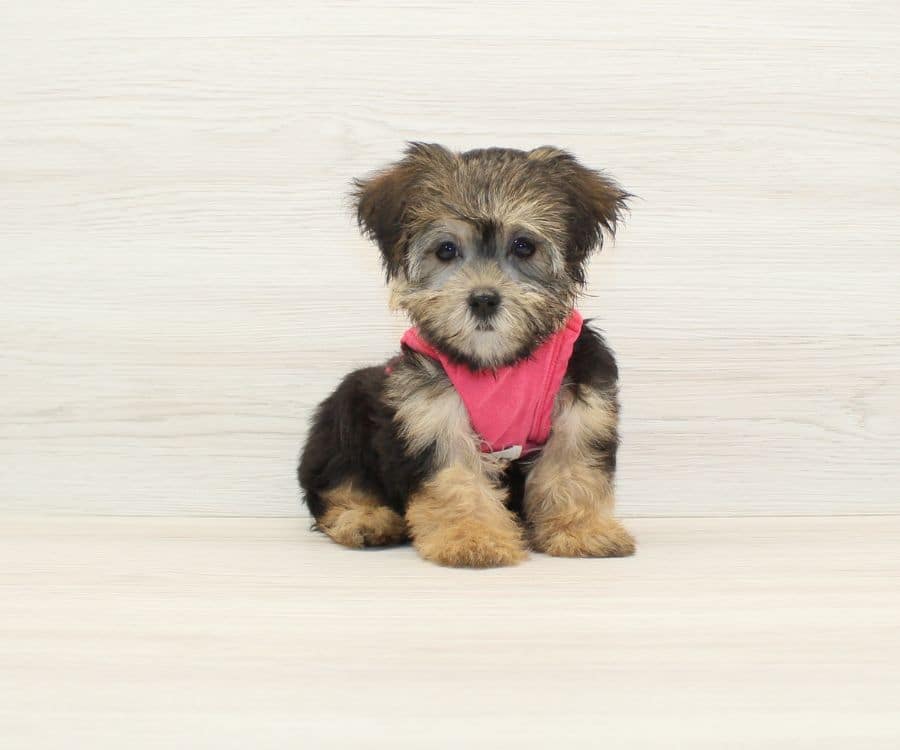 anthony gordon morkie puppies pictures
