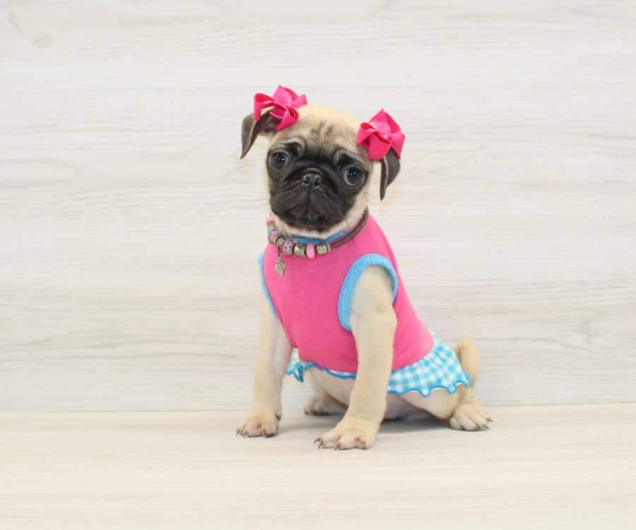 fita pug puppies