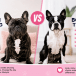 french bulldog vs boston terrier