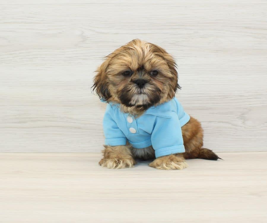 happy Shih Tzu dog